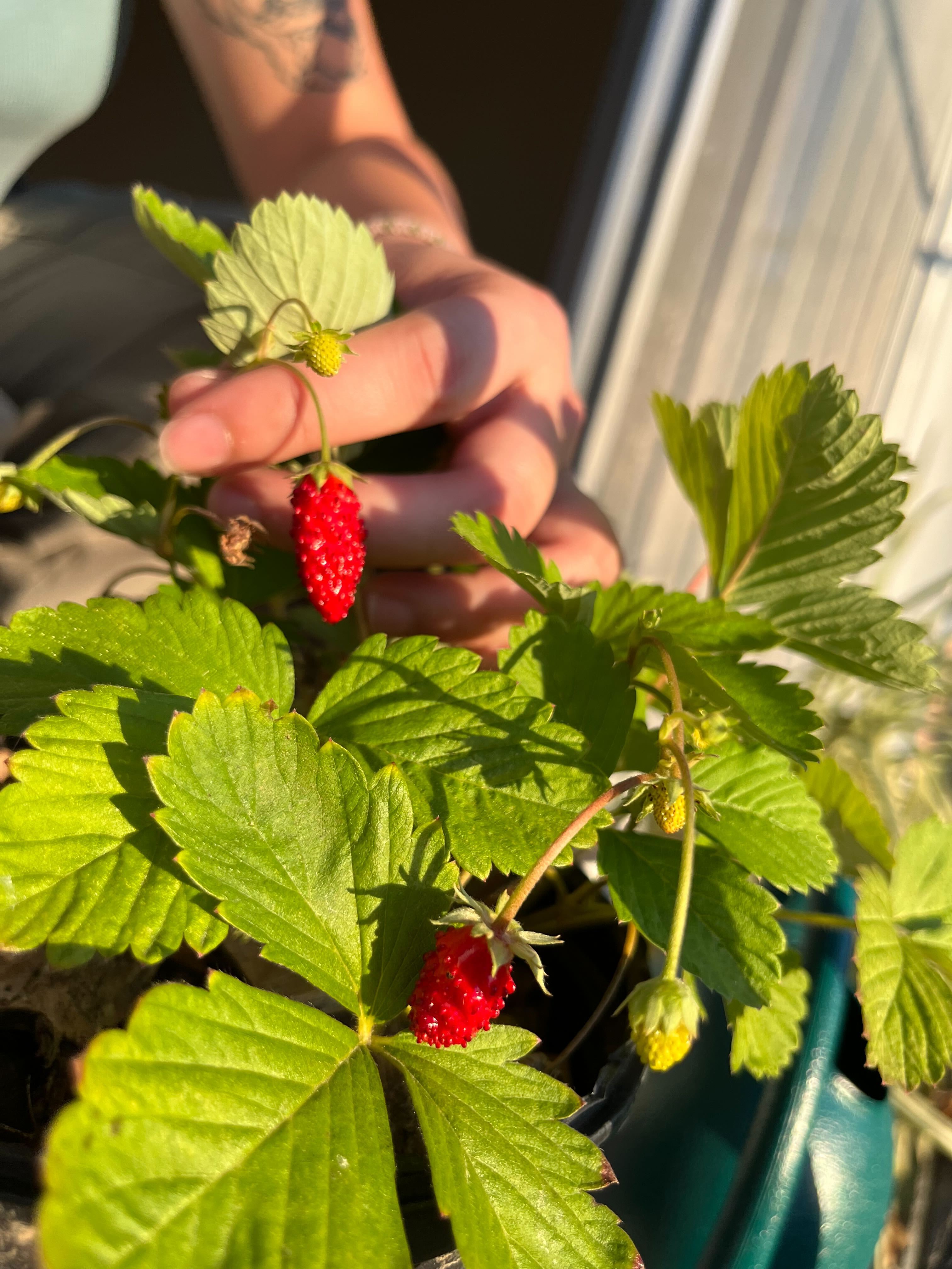 photo of a pot of alpine strawberries