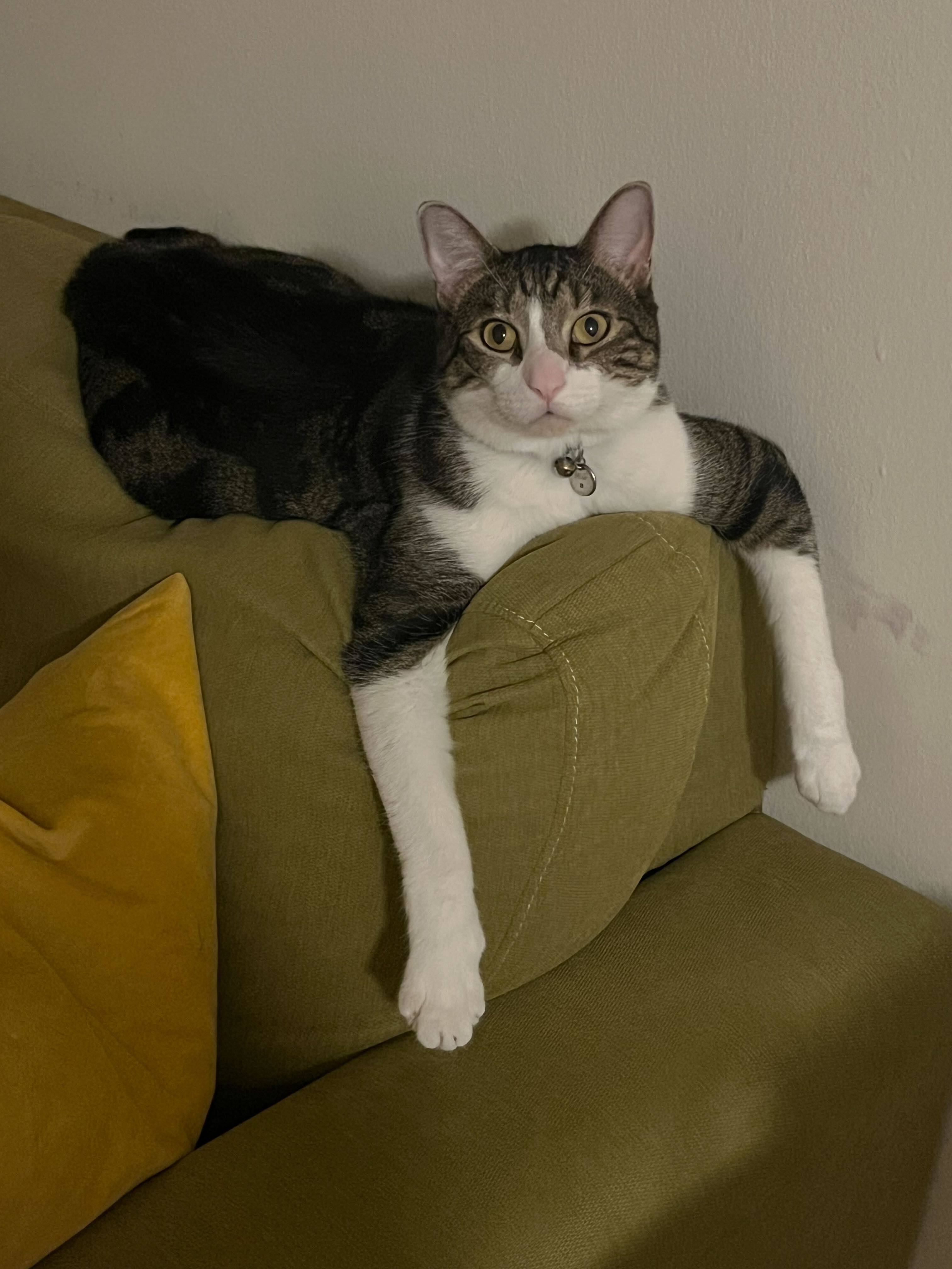 photo of a tabby cat on top of a yellow sofa